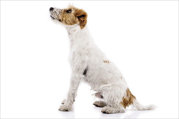 Training a dog