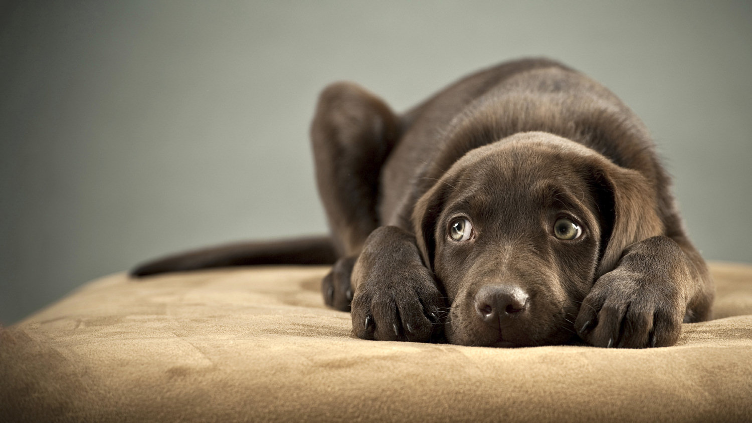 Anxious dog that would benefit from Zen training!