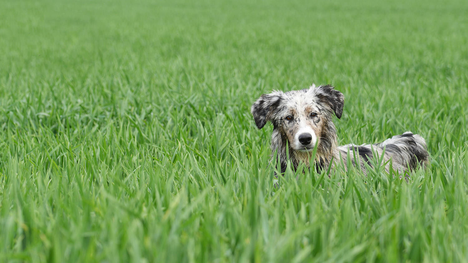 Alert dog in training, Milford Have - Pembrokeshire