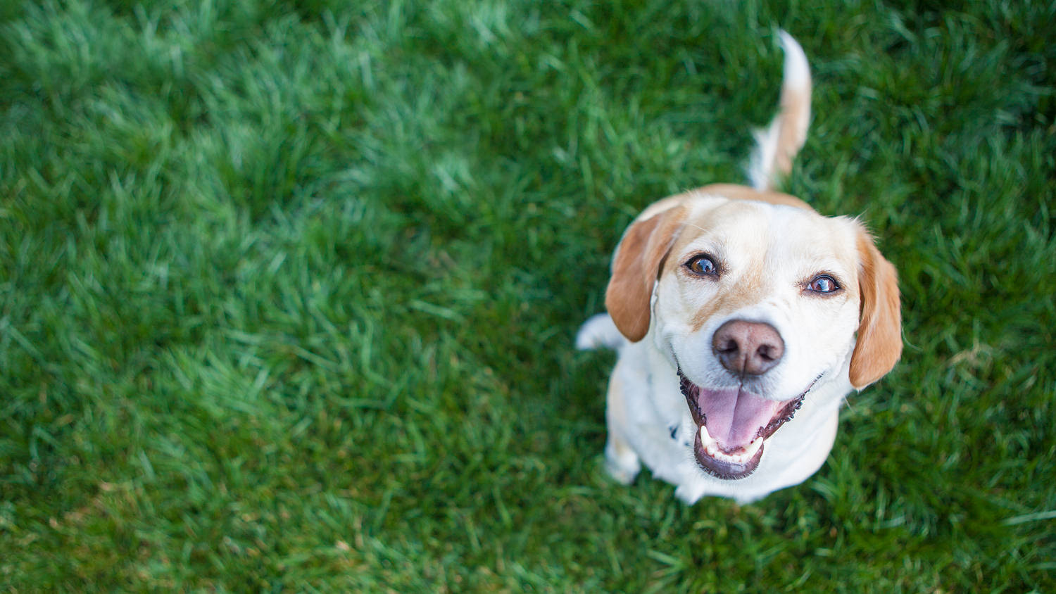 Dog responding to a cheap obedience training course.