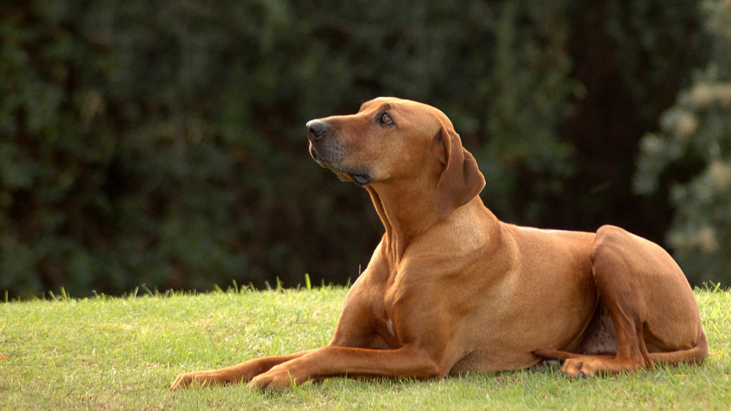 An obedient Zen Dog