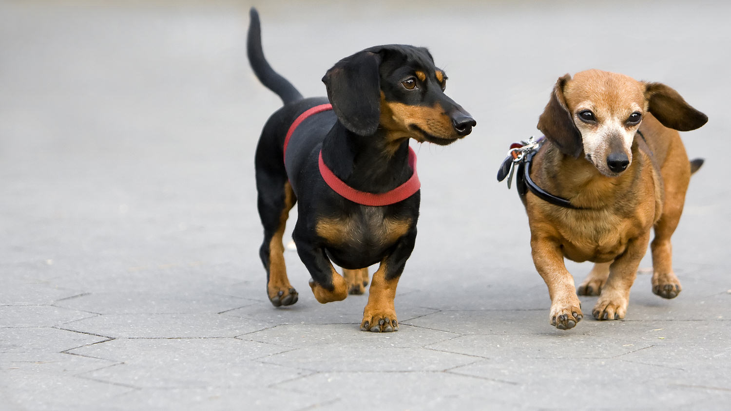 A pair of well sell socialised rescue dogs in Milford Haven