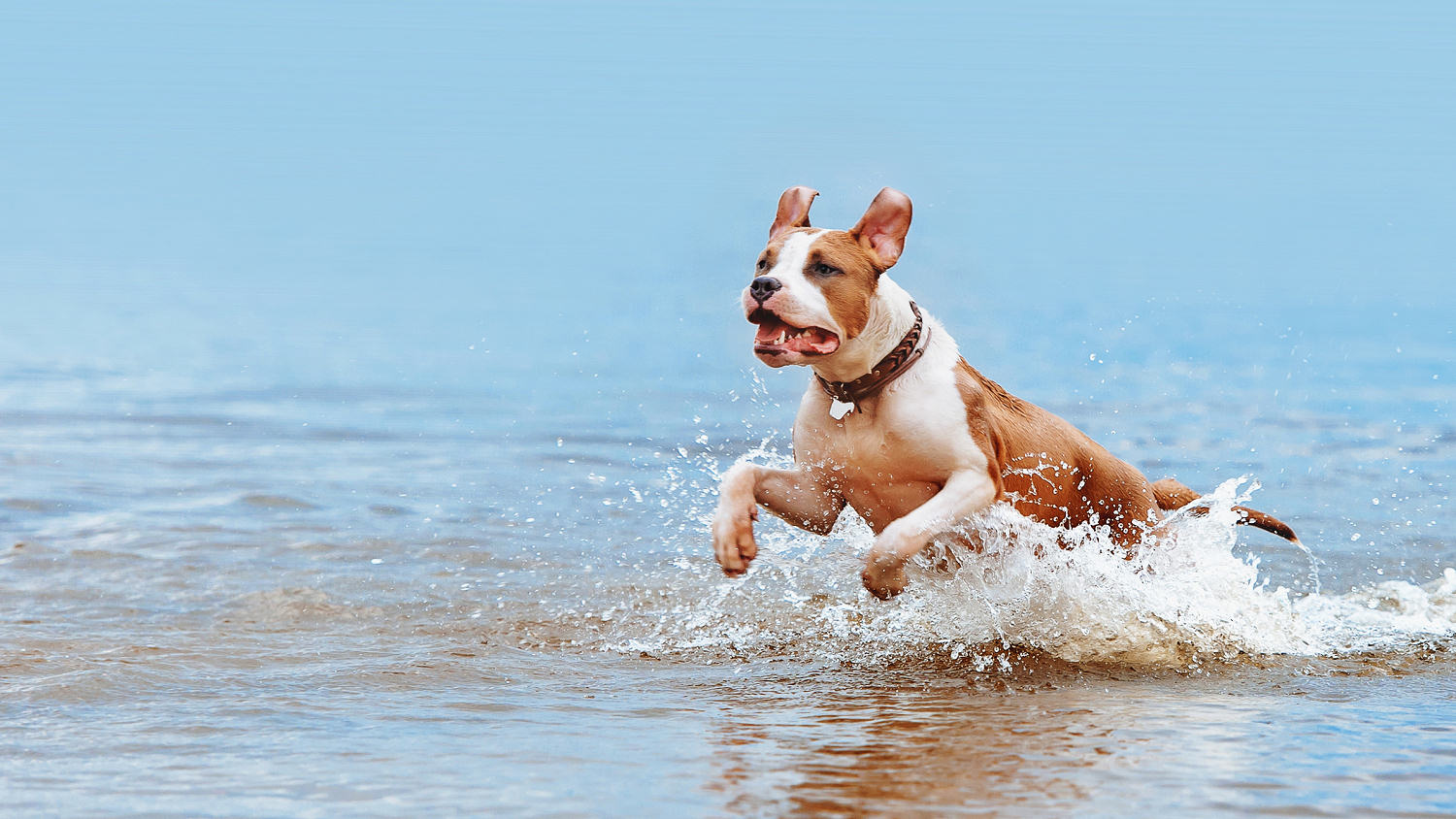 A well adjusted dog with predictable behaviour